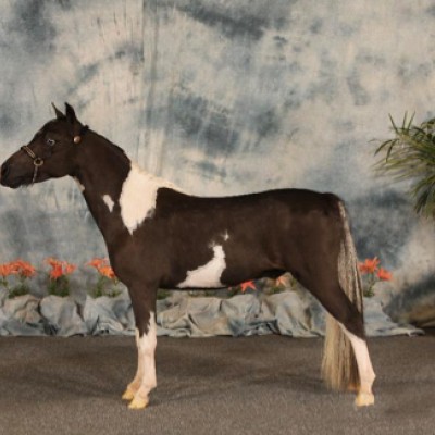 Our new stallion for spring 2012